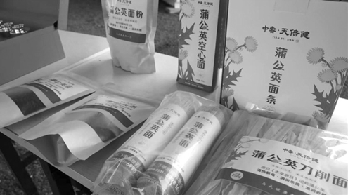 蒲公英由单一化种植转向多元化产业发展